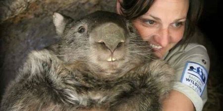 A wombat celebrates his 30th birthday by joining Tinder…