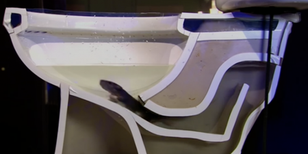 How easily a rat can climb up your toilet will give you nightmares (Video)