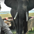 If a p*ssed off elephant ever approaches you, don’t do this (Video)