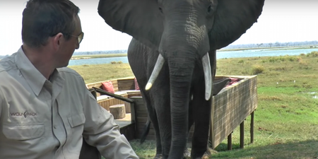 If a p*ssed off elephant ever approaches you, don’t do this (Video)