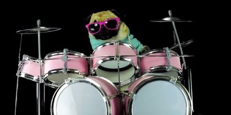 This dog is better than you at the drums (Video)