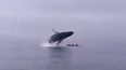 The moment a huge whale nearly crushes kayakers (Video)