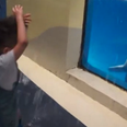 Beluga soaks a kid, looks like it knew exactly what it was doing (Video)