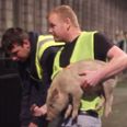 David Cameron gets a porky delivery for Downing Street (Video)
