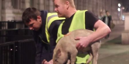 David Cameron gets a porky delivery for Downing Street (Video)