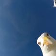Here’s what happens when a seagull steals your GoPro camera (Video)