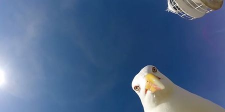 Here’s what happens when a seagull steals your GoPro camera (Video)