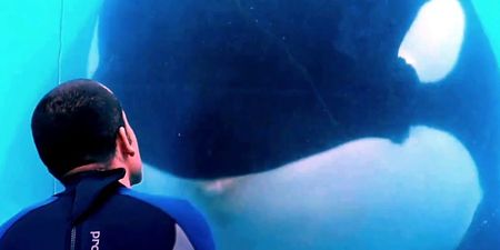 Jackass star Steve-O sent to jail over his SeaWorld stunt (Pics)