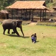 Heroic elephant intervenes when man is attacked (Video)
