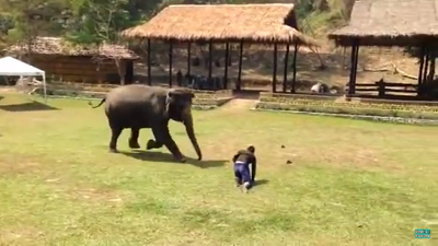 Heroic elephant intervenes when man is attacked (Video)