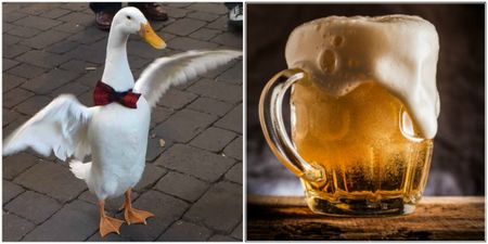 This beer-swigging duck in a bow tie brawled with a dog after pub drinking session