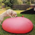Watch what happens when a dog plays with a giant water balloon…in slo-mo