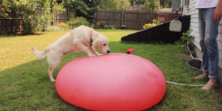 Watch what happens when a dog plays with a giant water balloon…in slo-mo