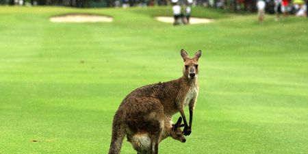 Watch the priceless reaction of these Aussie golfers being chased by a kangaroo