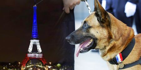 Russia replaces French police dog killed during Paris raids (Video)