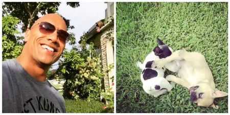 The Rock’s struggles with the world’s laziest dogs continue (Videos)