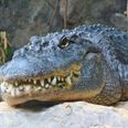 Suspected burglar killed by alligator as he hid from police