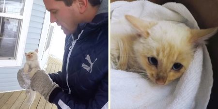 VIDEO: Kitten found frozen in the snow is miraculously saved by family
