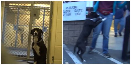 Watch the heart-warming reaction of this timid dog when it realises he’s being adopted