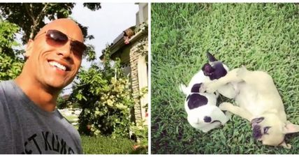 The Rock bought his dog a barbell for Christmas