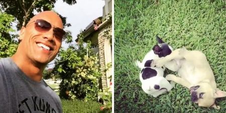 The Rock bought his dog a barbell for Christmas