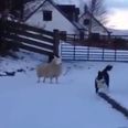 VIDEO: This Scottish sheep that thinks it’s a dog is absolutely wonderful