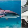 VIDEO: Motorist filmed driving car with a massive shark strapped to its front