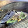 Londoners on red alert as venomous Black Mamba snake is reportedly on the loose