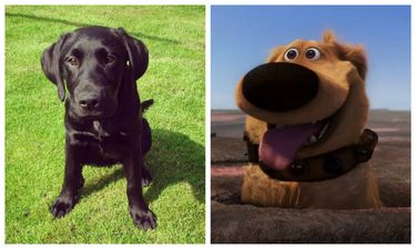 You can now use Snapchat to make your dog look like Dug from Disney Pixar’s Up