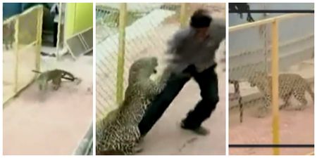 VIDEO: Terrifying scenes as leopard enters school in India
