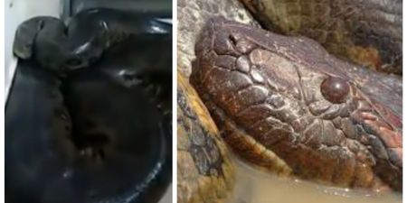 VIDEO: If you ever find an anaconda in your kitchen, don’t do what this guy did…
