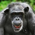 VIDEO: Is this evidence that chimpanzees believe in God? Scientists seem to think so