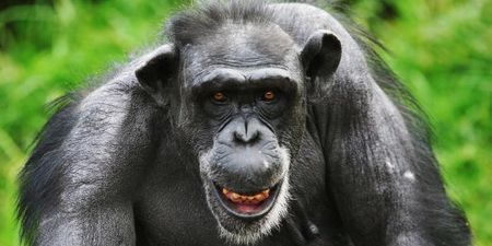 VIDEO: Is this evidence that chimpanzees believe in God? Scientists seem to think so