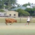VIDEO: Raging cow causes havoc by invading football pitch during youth match