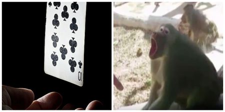 VIDEO: This baboon had a brilliant reaction to a clever magic trick
