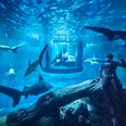 Airbnb wants to let you sleep in an actual shark tank