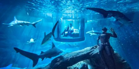 Airbnb wants to let you sleep in an actual shark tank