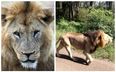 Watch the moment a stray lion is shot and killed after attacking man in Nairobi