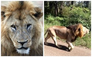 Watch the moment a stray lion is shot and killed after attacking man in Nairobi
