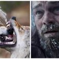 London man escapes wolves in a survival tale likened to The Revenant