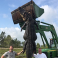This massive cattle-eating alligator shot dead on a Florida farm is apparently real