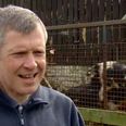 Scottish politician doesn’t notice pigs humping behind him in TV interview