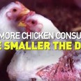 Animal rights group makes outrageous claim about chicken-eating and penis sizes