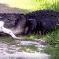 Here’s an absolutely amazing video of an alligator eating another alligator