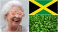 Jamaica wants to ditch the Queen and make weed legal