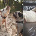 This dog / pig Instagram friendship will make you warm and fuzzy inside