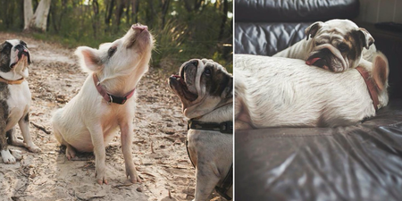 This dog / pig Instagram friendship will make you warm and fuzzy inside