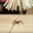Scared son inspires dad to invent a brilliant no-kill spider catcher