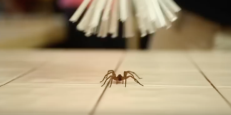 Scared son inspires dad to invent a brilliant no-kill spider catcher