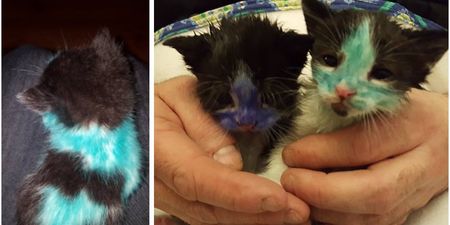 Abandoned kittens found “coloured in” with markers and pens